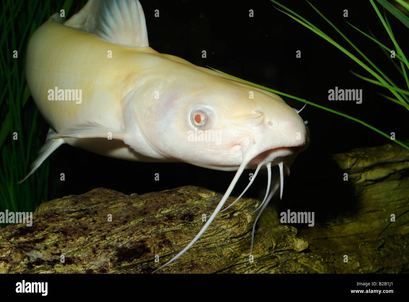 Channel catfish Ictalurus punctatus albino Florida Stock Photo