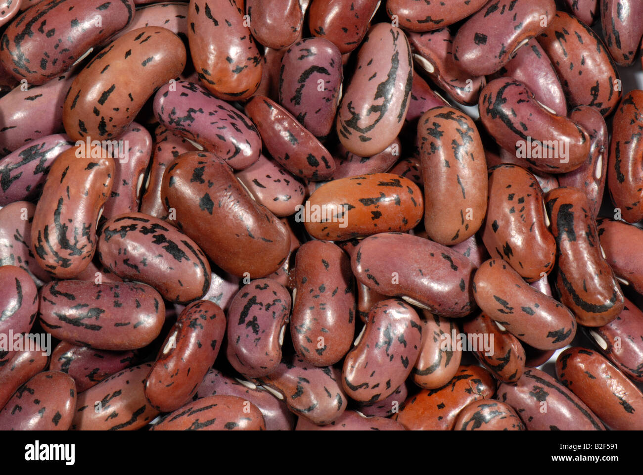 Runner bean seeds Phaseolus coccineus Stock Photo