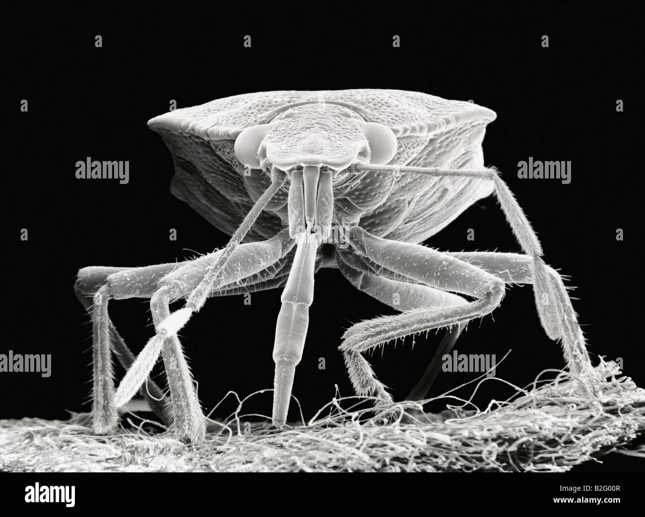 Scanning electron microscope close-up image of a beetle Stock Photo