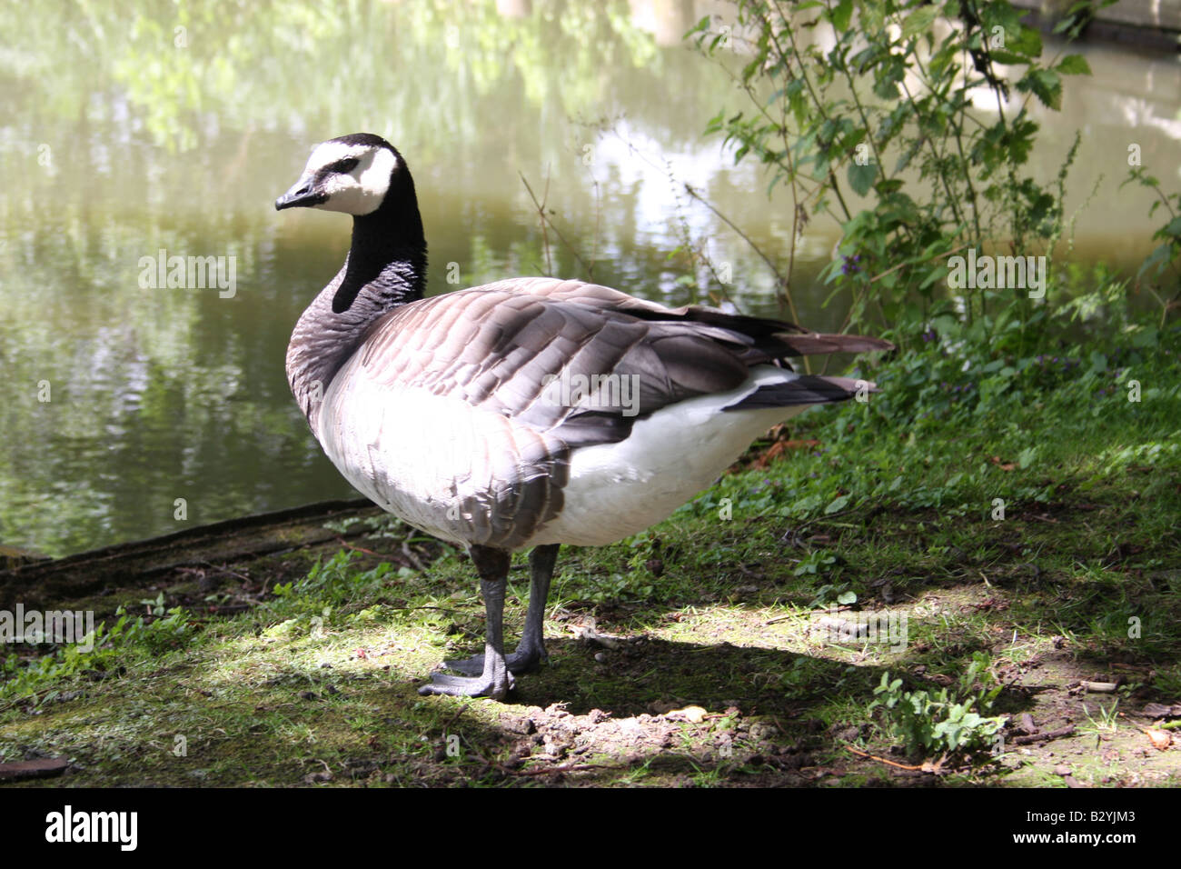 Barnacle Goose Stock Photo