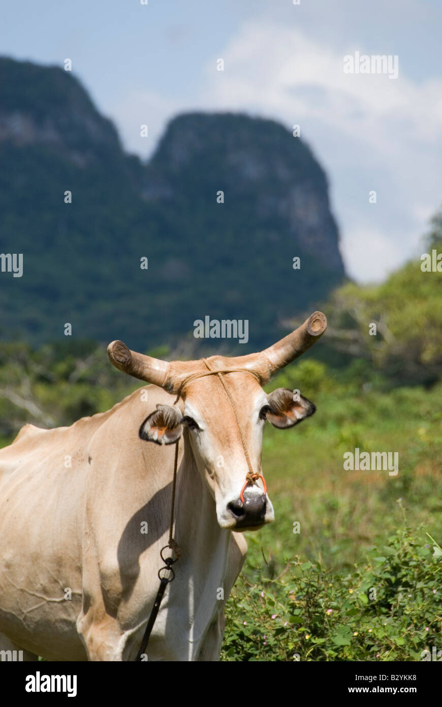 Cow with typical steep sided limestone mogotes around Vinales Cuba Stock Photo