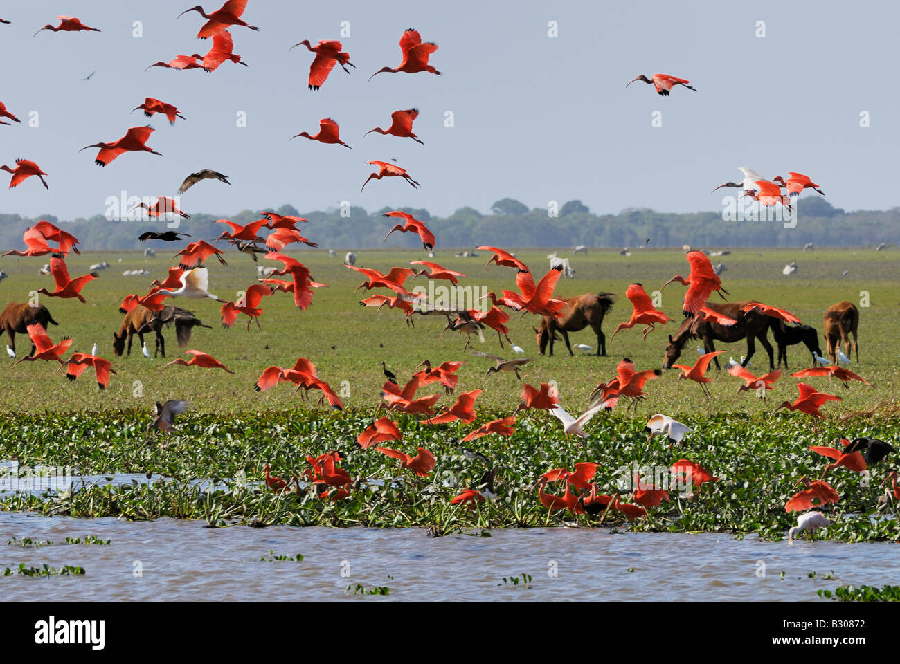 Swarm of Scarlet Ibis flying, Eudocimus ruber, LOS LLANOS, Venezuela, South America Stock Photo