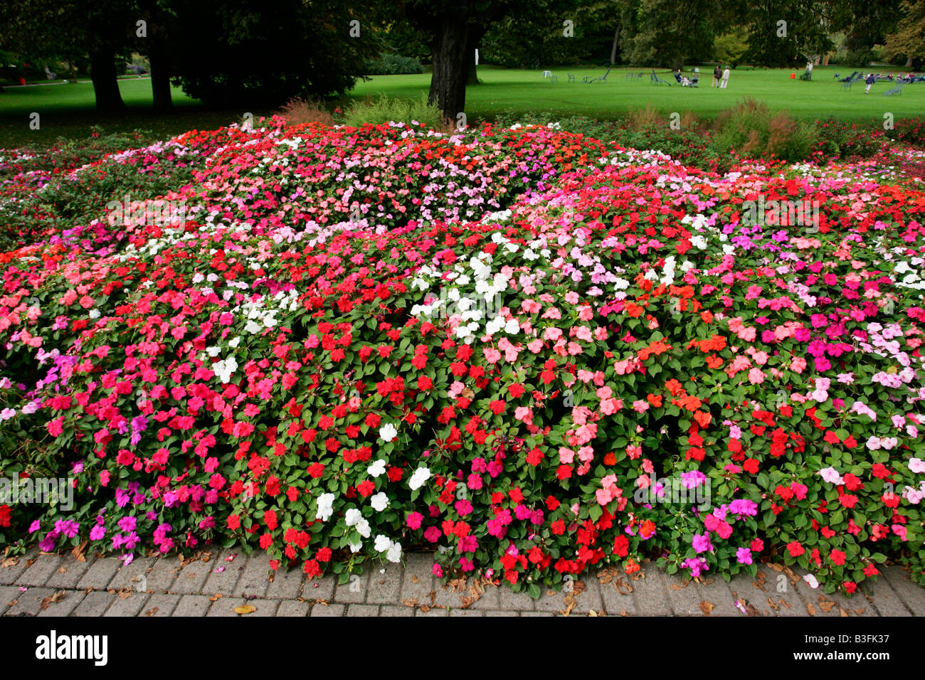 Fleissiges Lieschen impatiens walleriana busy lizzie Stock Photo