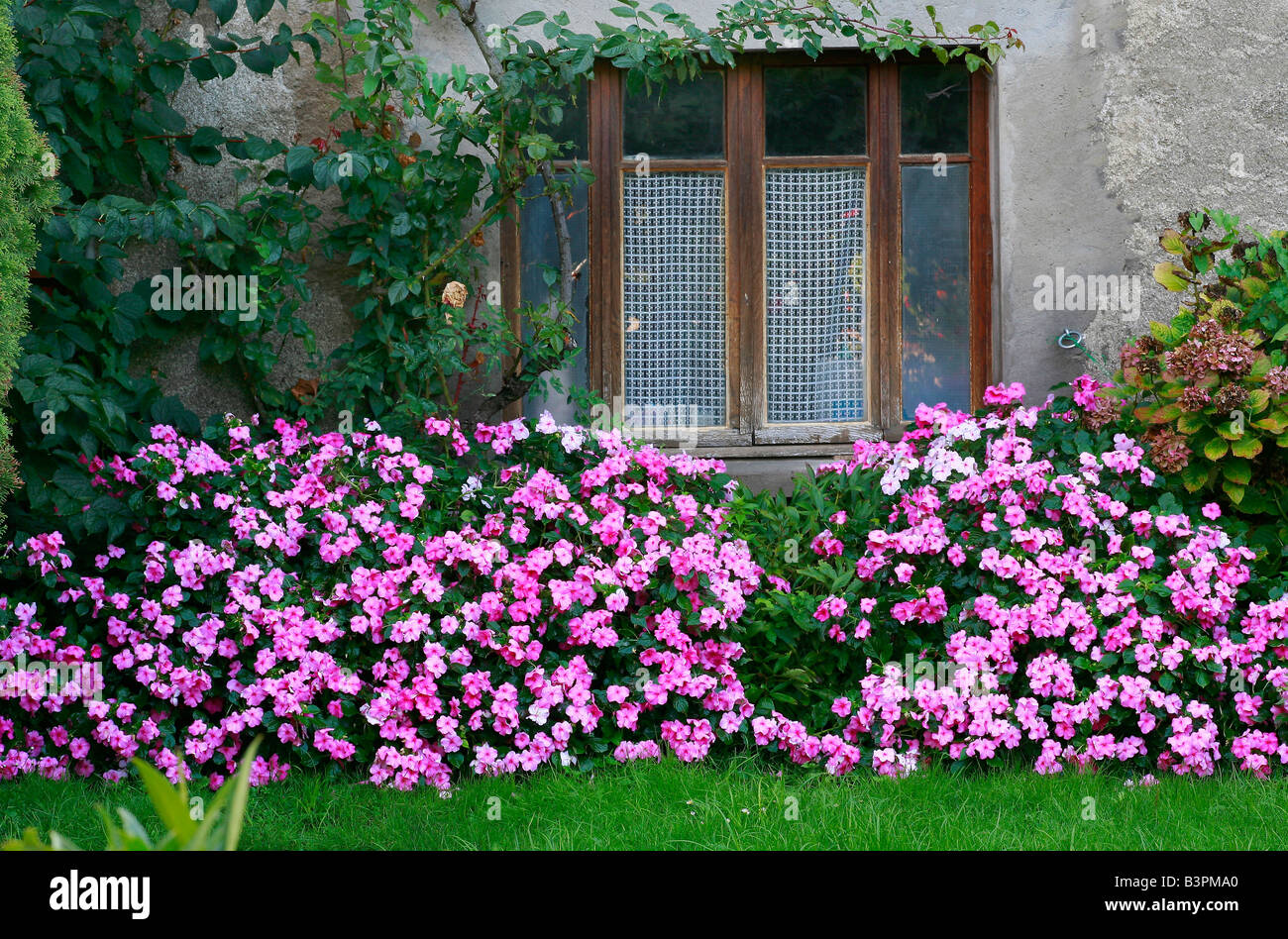 Impatiens walleriana 'Deco Pink' Stock Photo