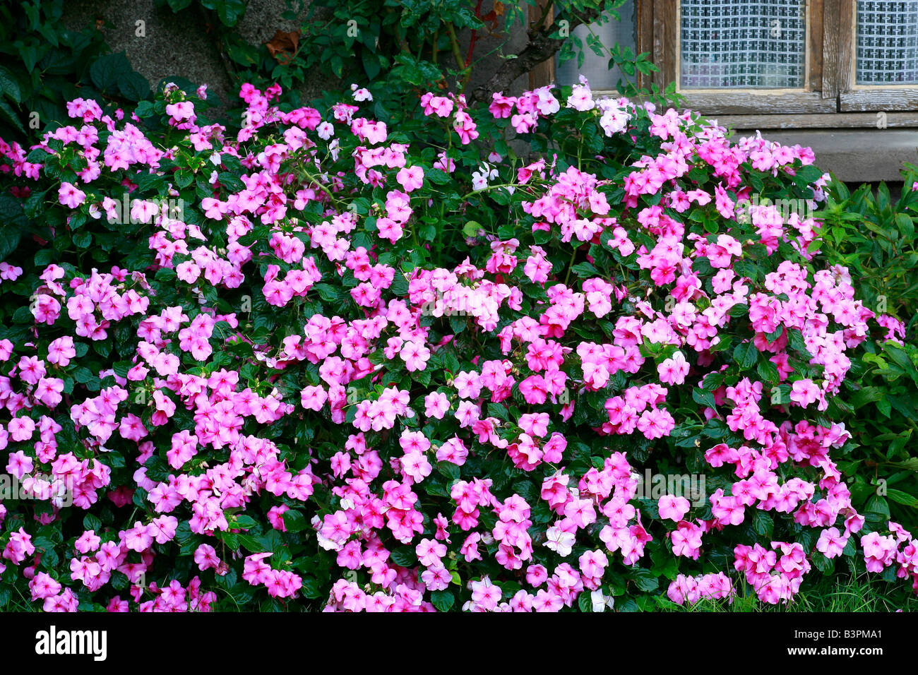 Impatiens walleriana 'Deco Pink' Stock Photo