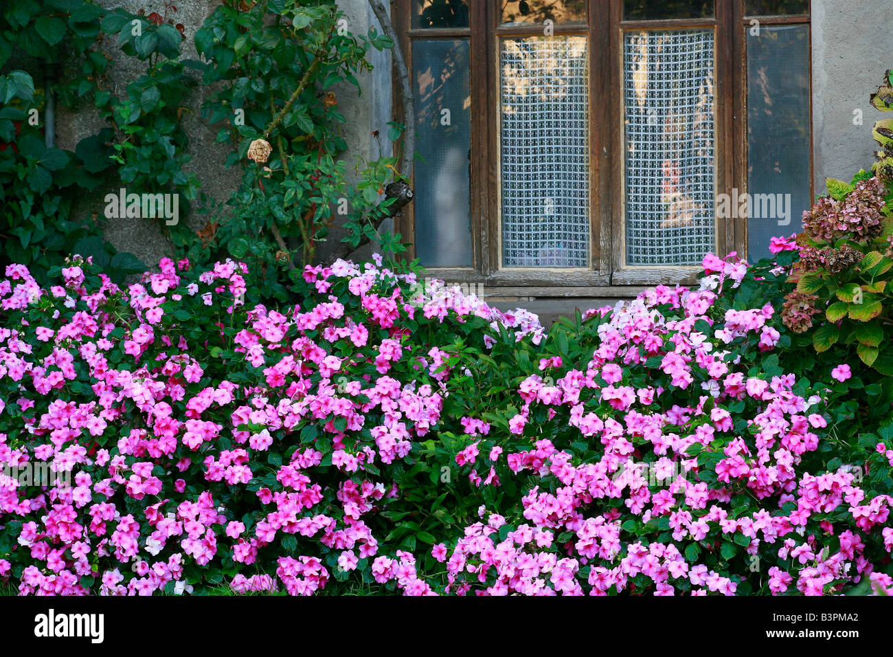 Impatiens walleriana 'Deco Pink' Stock Photo