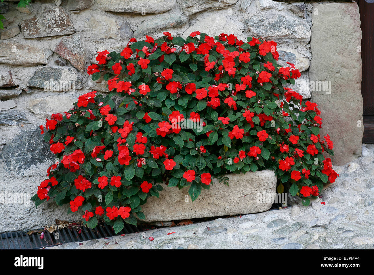 Impatiens walleriana 'Rood' Stock Photo