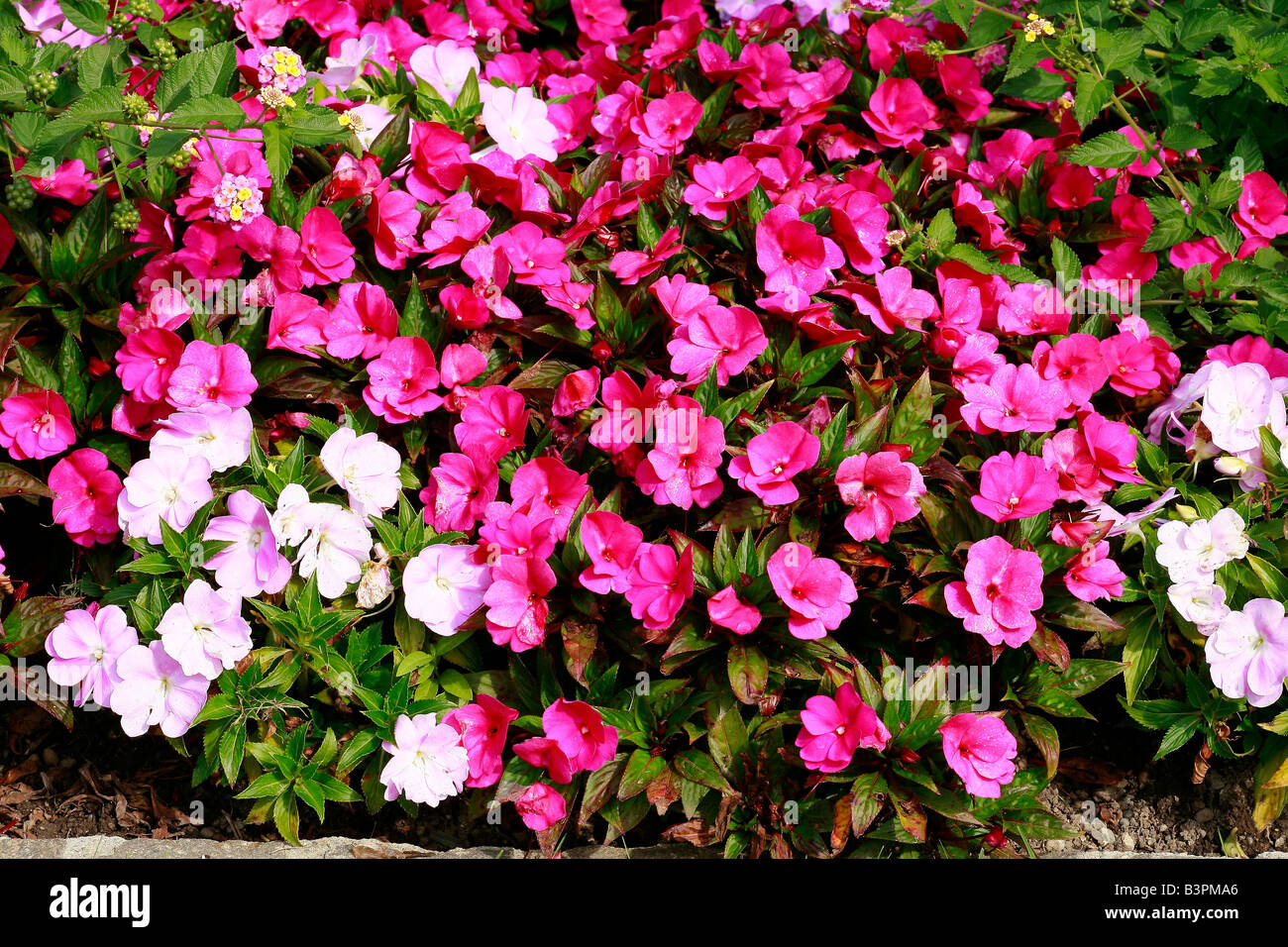 Impatiens walleriana Stock Photo