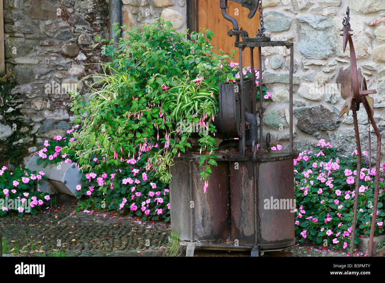 Impatiens walleriana and floral composition with Fuchsia and Chlorophytum Stock Photo