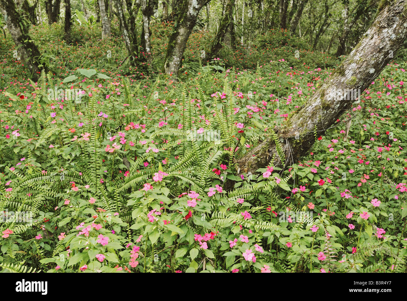 busy lizzie / Impatiens walleriana Stock Photo