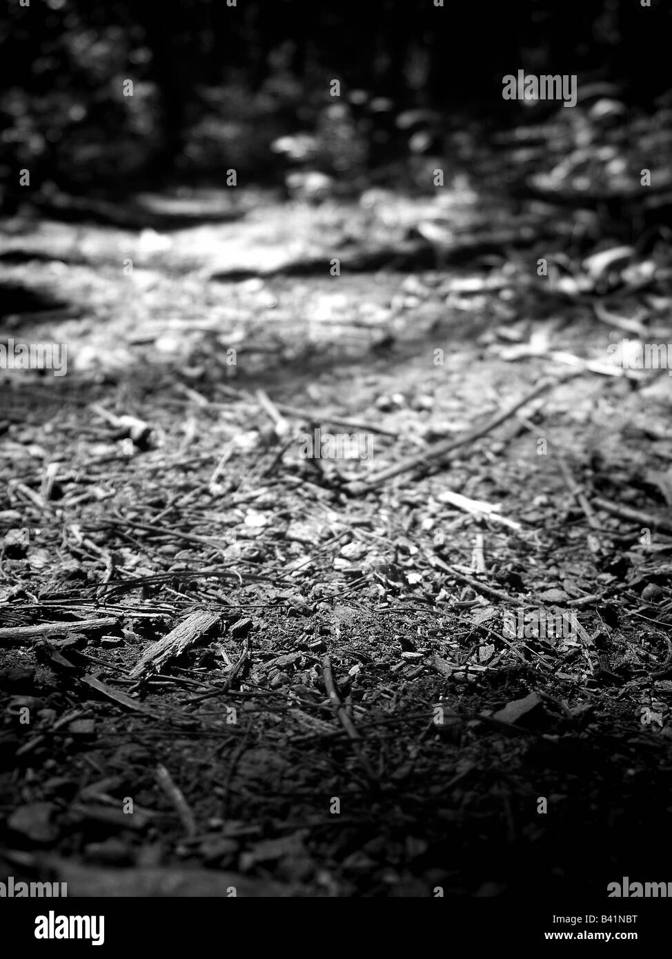 Austere black and white of a forest trail from a worm's eye view showcases detail normally hidden, makes the ordinary beautiful. Stock Photo