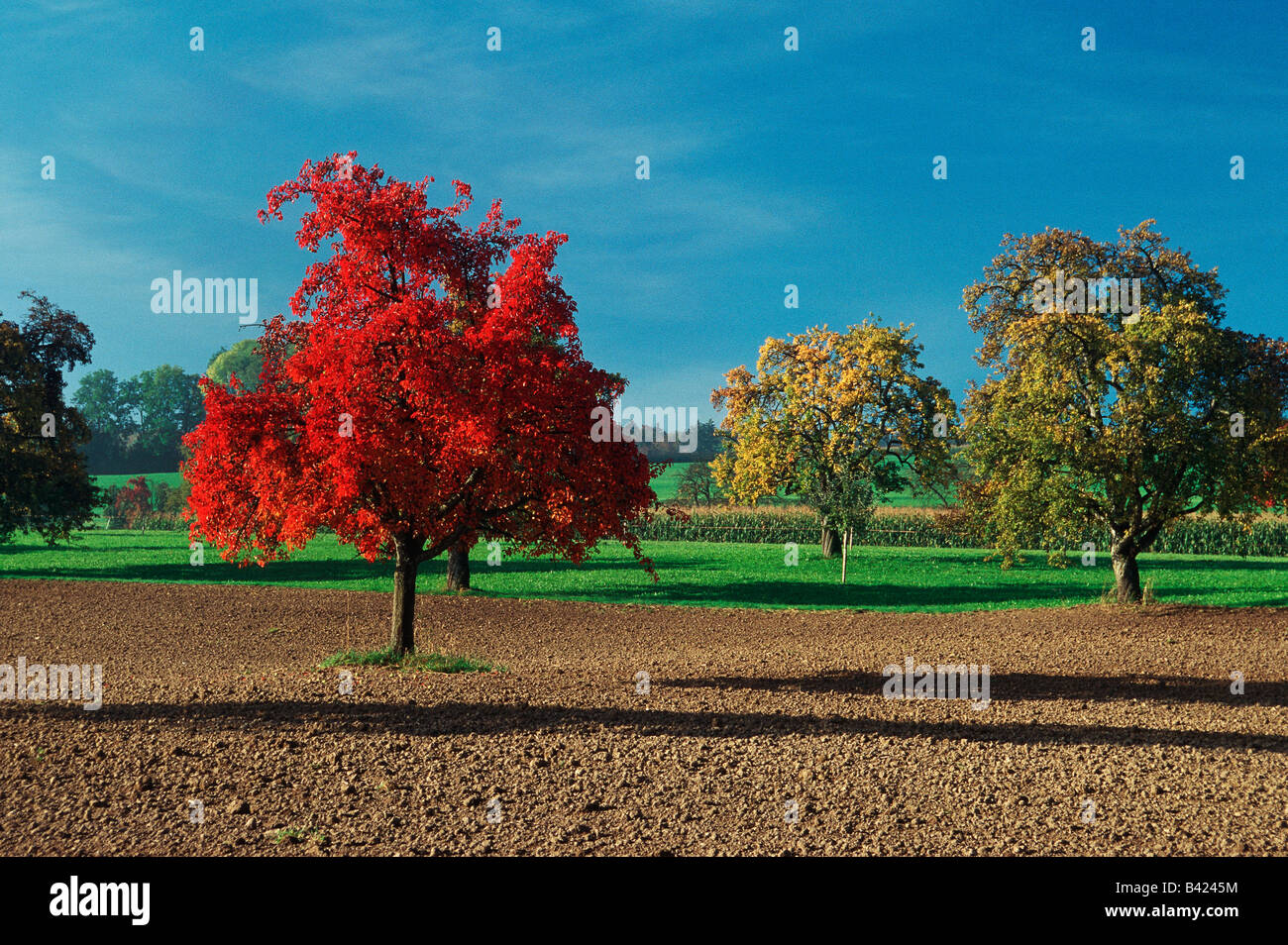 Cherry tree Prunus sp in orchard with fall colors Switzerland Europe Stock Photo