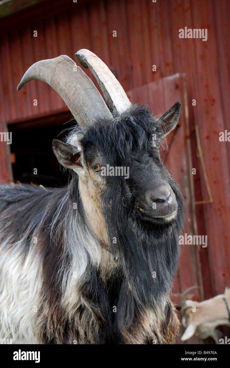 Buck looking Stock Photo