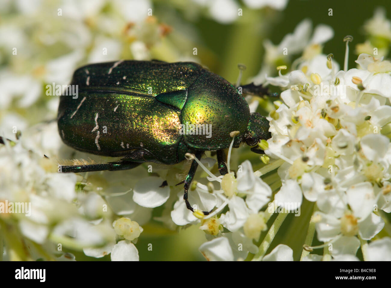 Goliath Beetle On Flower Stock Photo