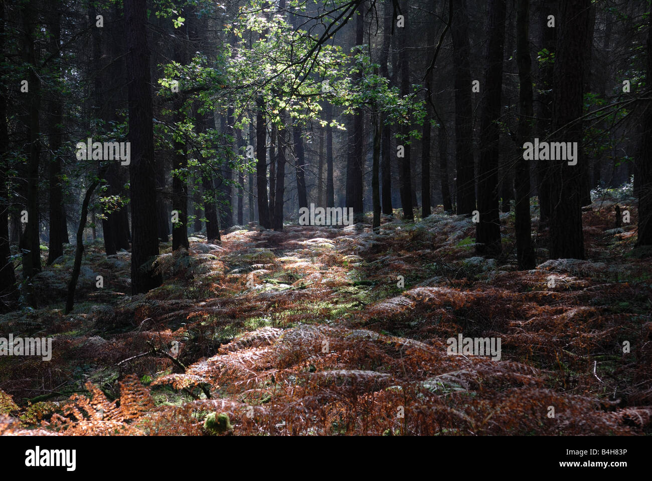 Early morning sunlight shines through Sitka Spruce trees at Burwarton Shropshire England Stock Photo