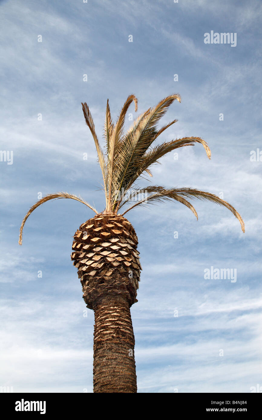 Dying palm trees hi-res stock photography and images - Alamy