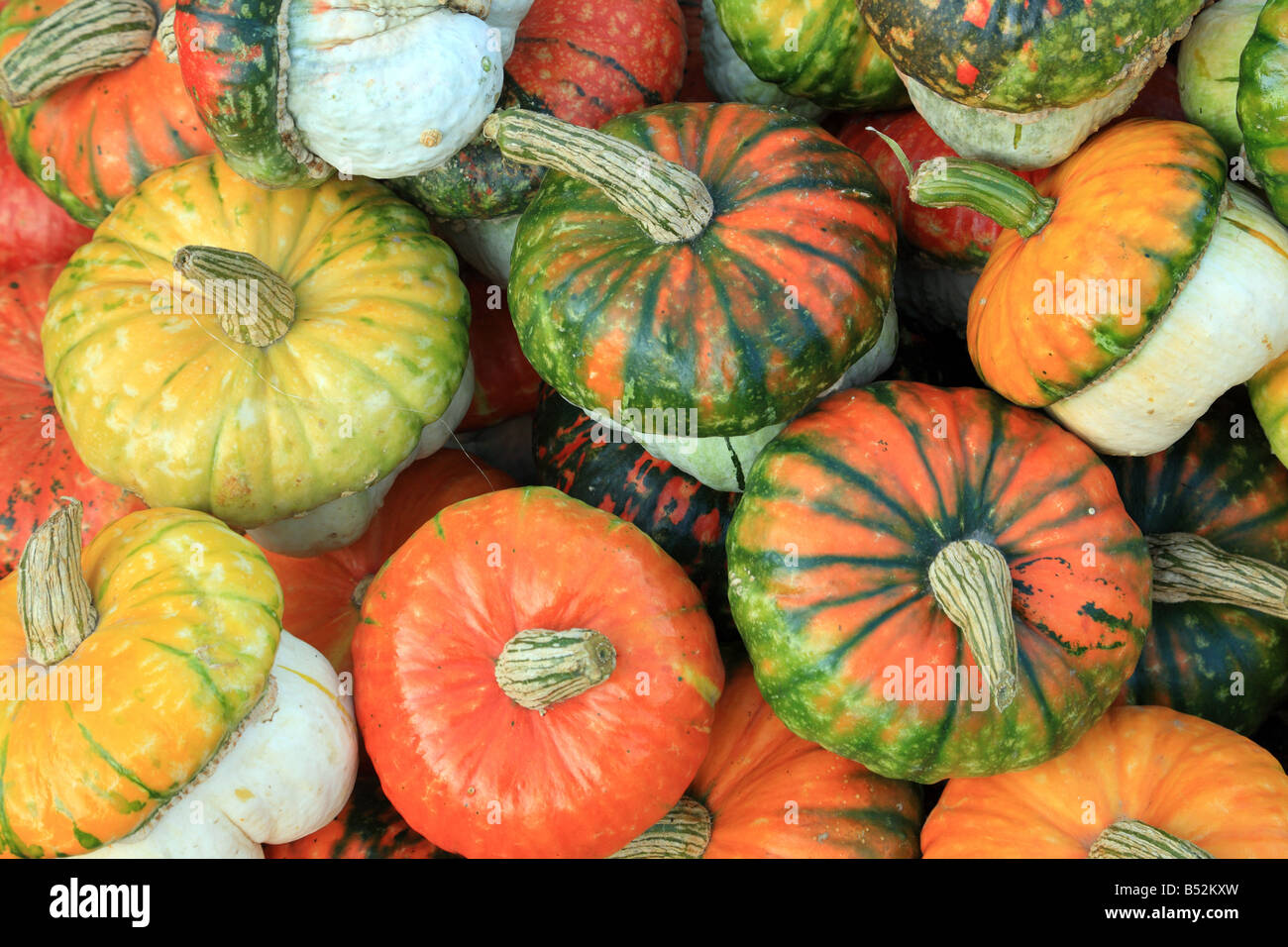 Multicoloured multicolored pumpkins Stock Photo