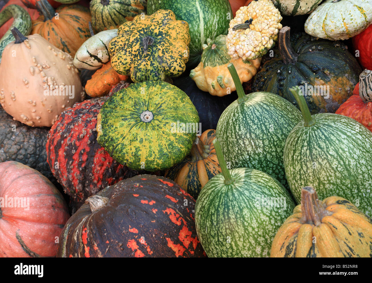 Multicoloured multicolored and multishaped pumpkins Stock Photo