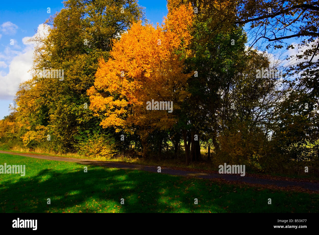 ACER CAMPESTRE FIELD MAPLE Stock Photo