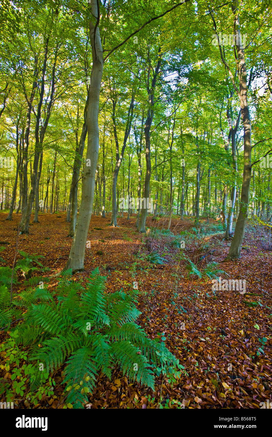 beech woodland near Broadway in the Cotswolds Stock Photo