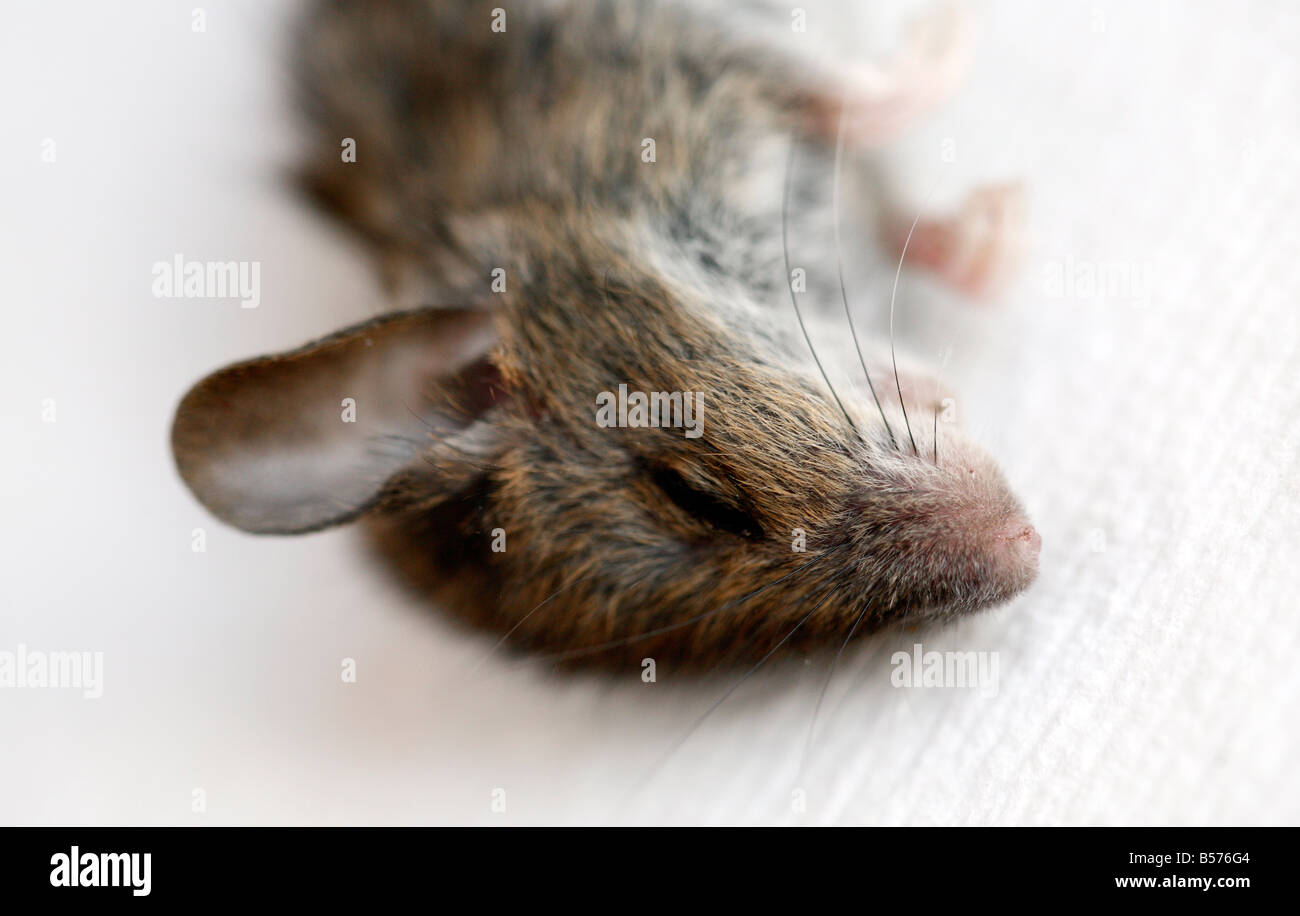 A small dead mouse. Stock Photo