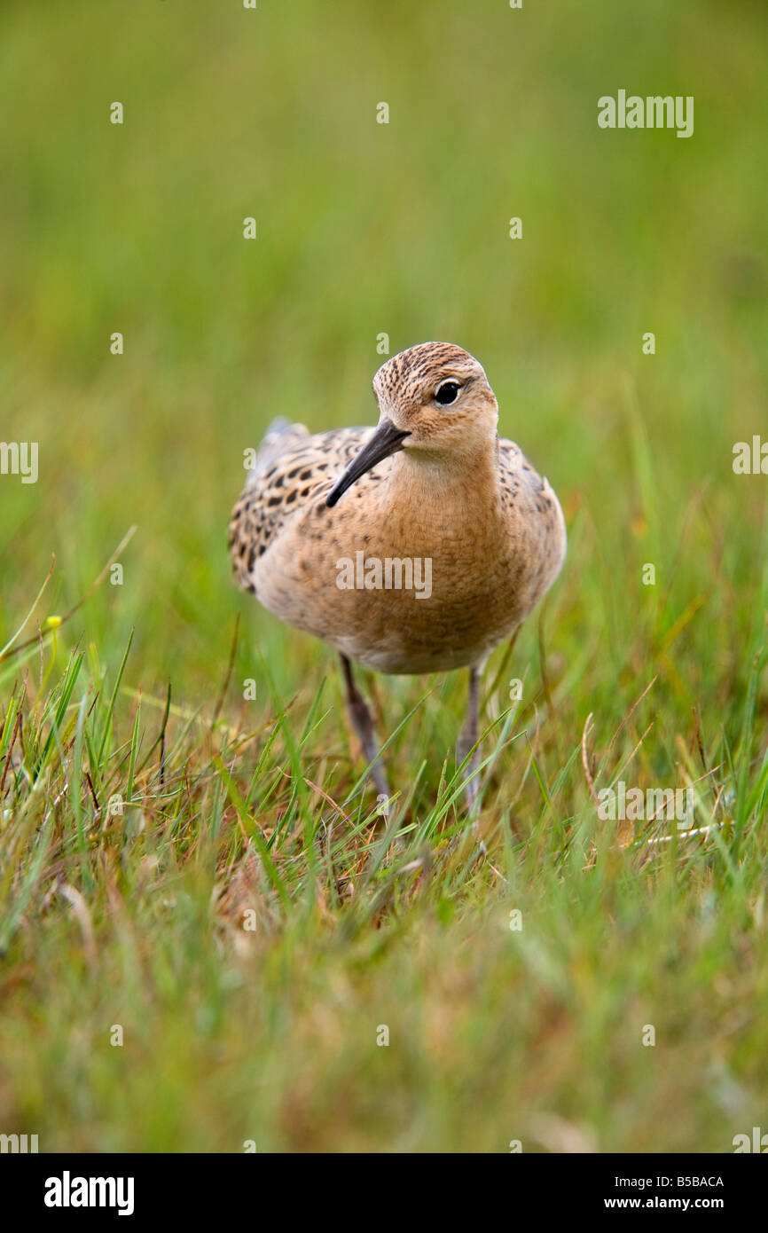 ruff Philomachus pugnax Stock Photo