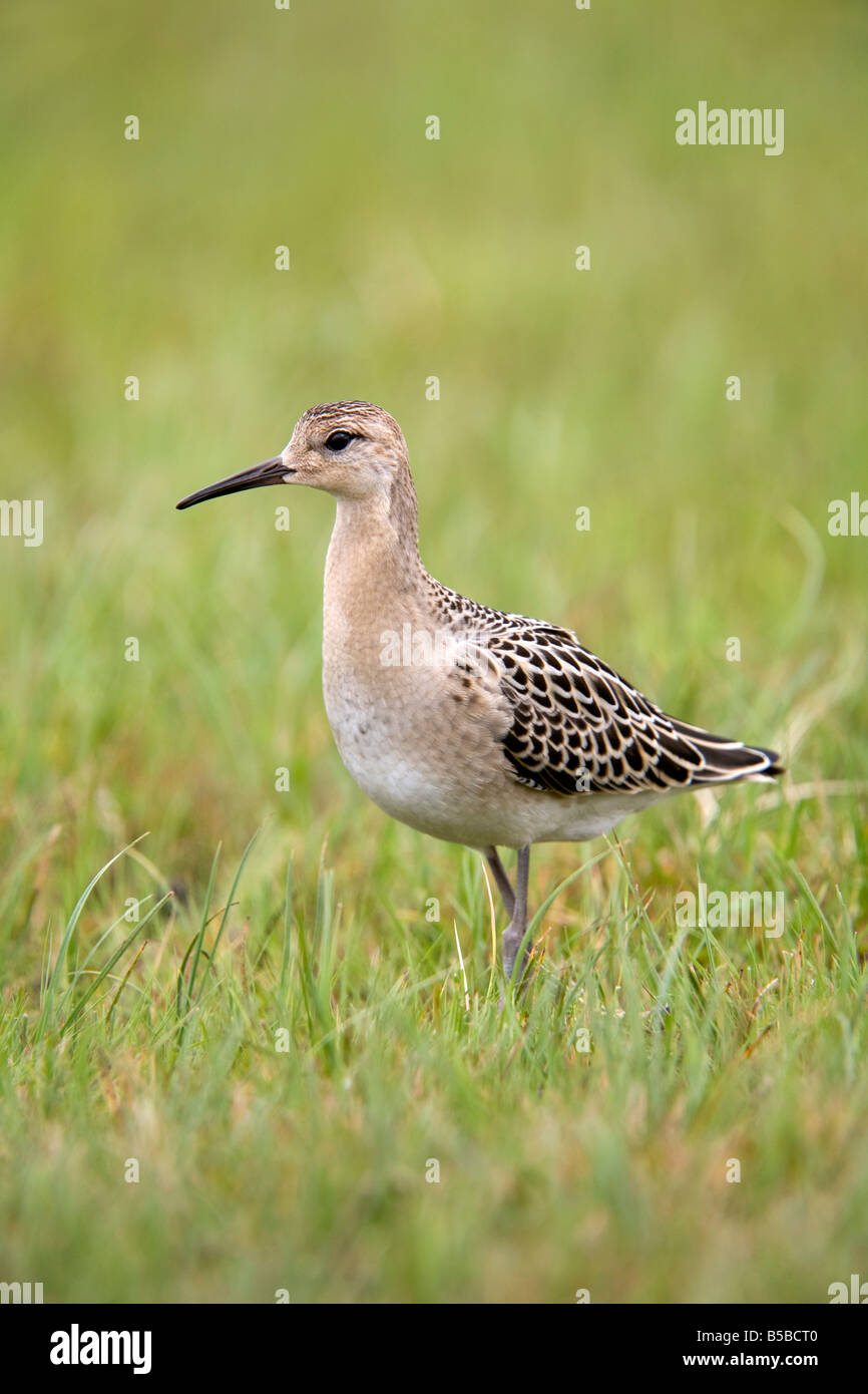 ruff Philomachus pugnax Stock Photo