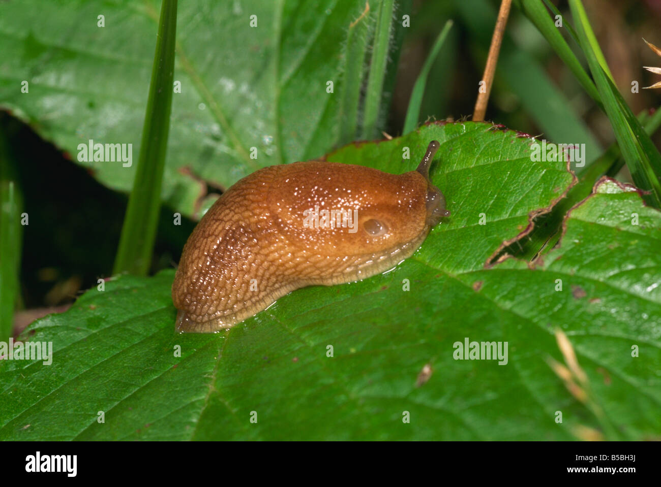 Garden slug Arion hortensis Devon England United Kingdom Europe Stock Photo