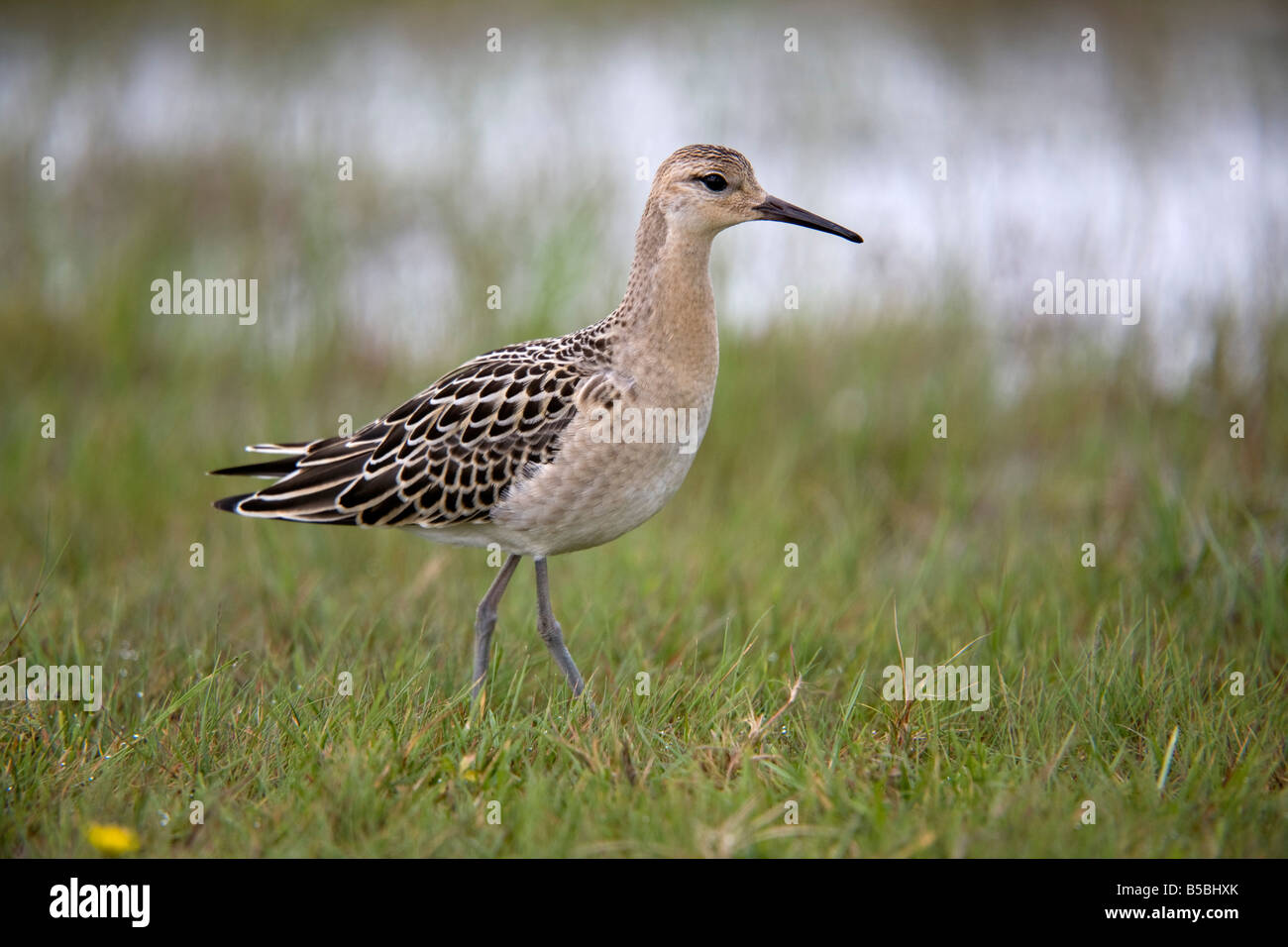 ruff Philomachus pugnax Stock Photo