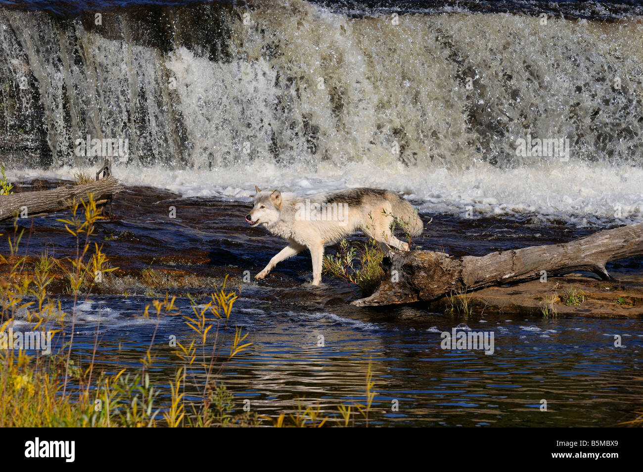 Gray Wolf hunting on the Kettle River below a waterfall in Banning State Park Minnesota Stock Photo