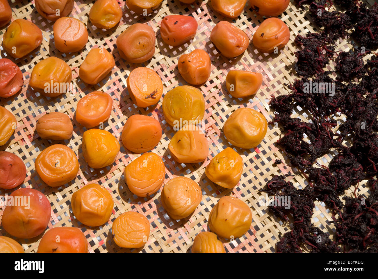 Japanese salted plum pickles ume boshi prunus mume laid out for drying on a bamboo rack August 3 2006 Stock Photo