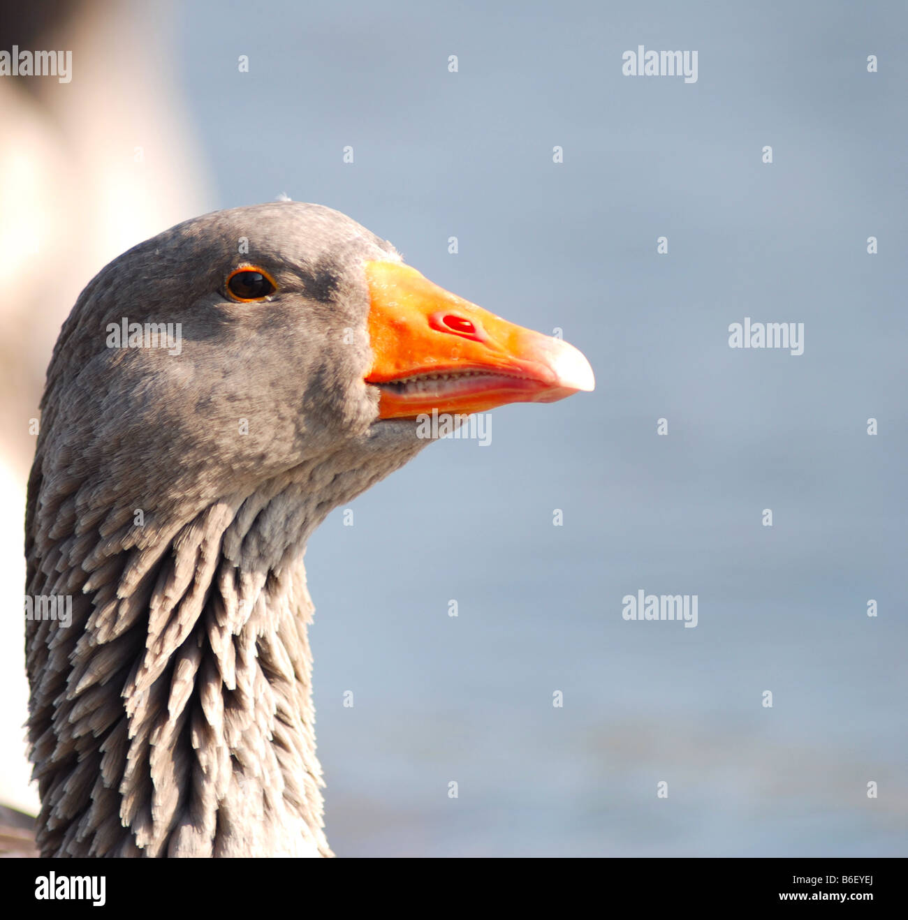 Close up of a goose with teeth showing Stock Photo