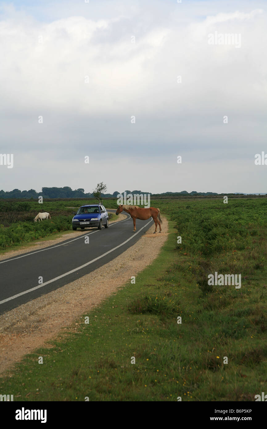 New Forest pony forcing car to take avoiding action on a road near Brockenhurst Hampshire England UK Stock Photo