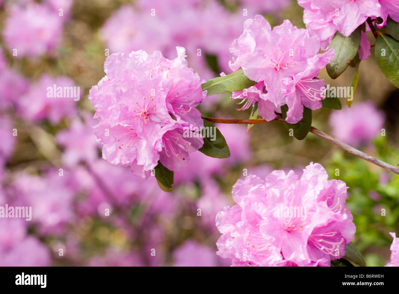 Cherry blossom Prunus yedoensis Stock Photo