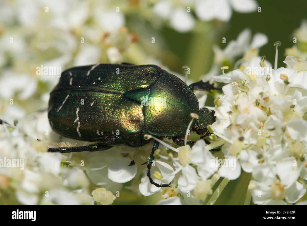 Goliath Beetle On Flower Stock Photo