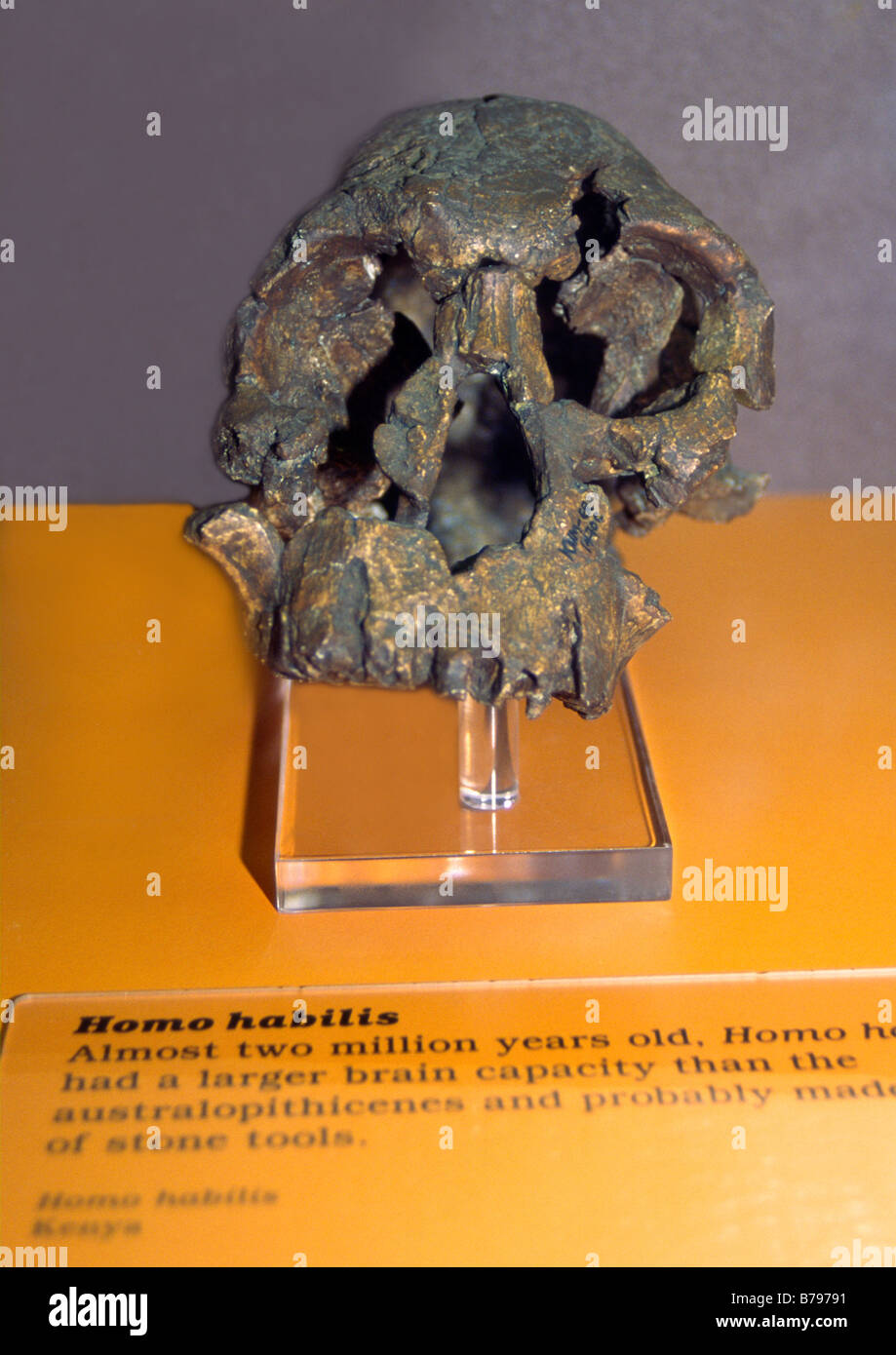 homo habilis skull Stock Photo