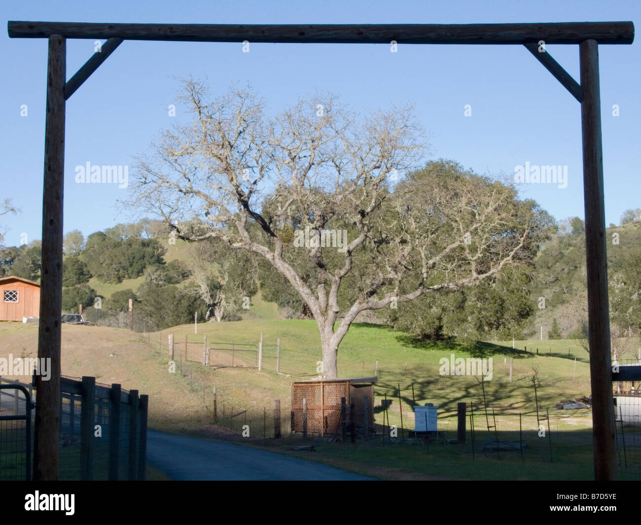 Barren tree branches in early spring in Atascadero California Stock Photo