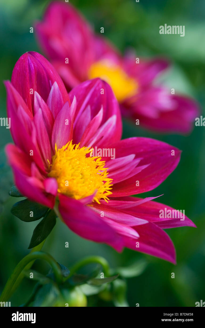 DAHLIA SCARLET CLARE Stock Photo