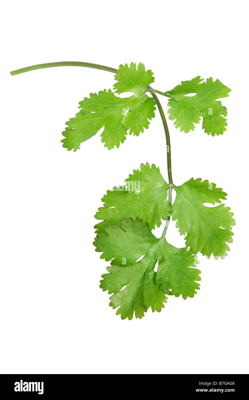 Cilantro cut out on white background Stock Photo