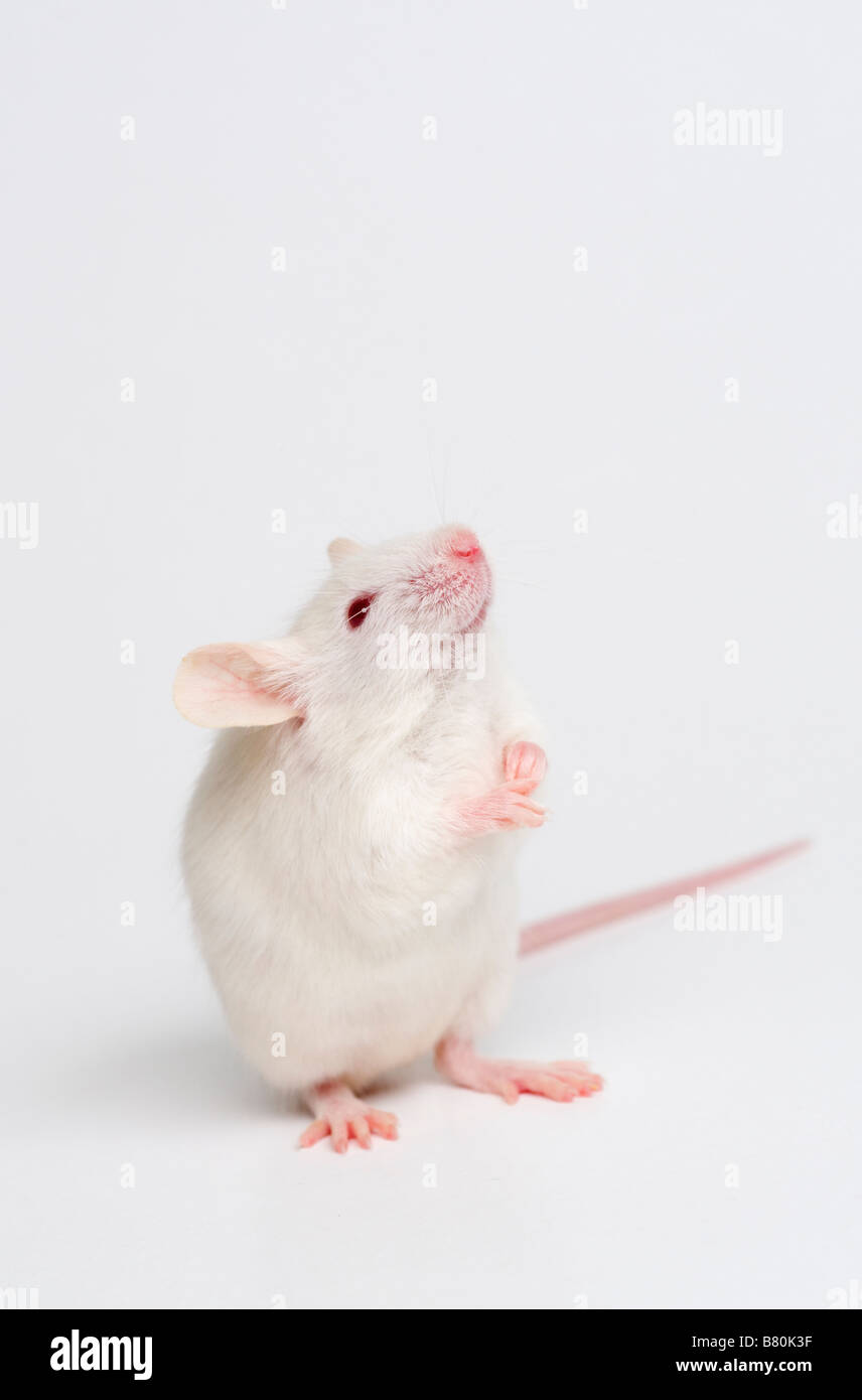 White Mouse Stock Photo