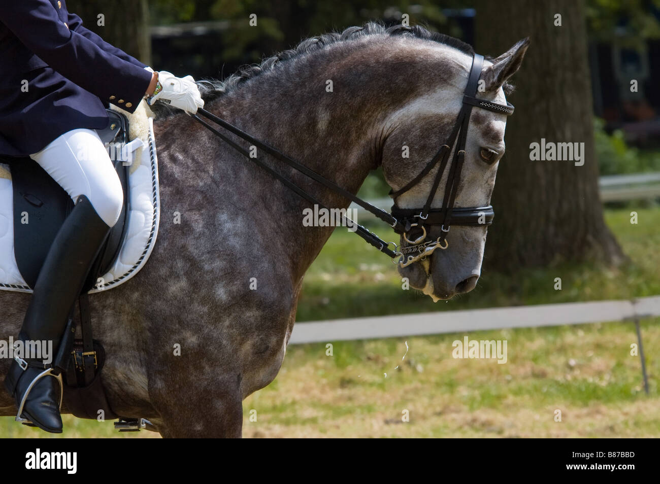 jockey on a beautiful horse Stock Photo