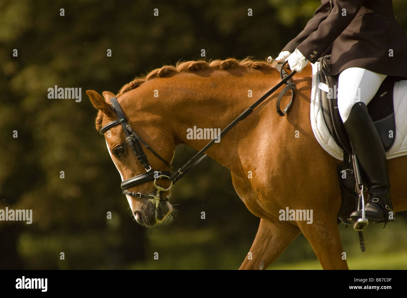 jockey on a beautiful horse Stock Photo