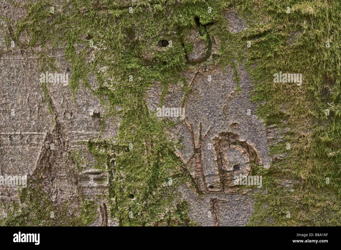 Initials carved into the bark of an old beech tree Stock Photo