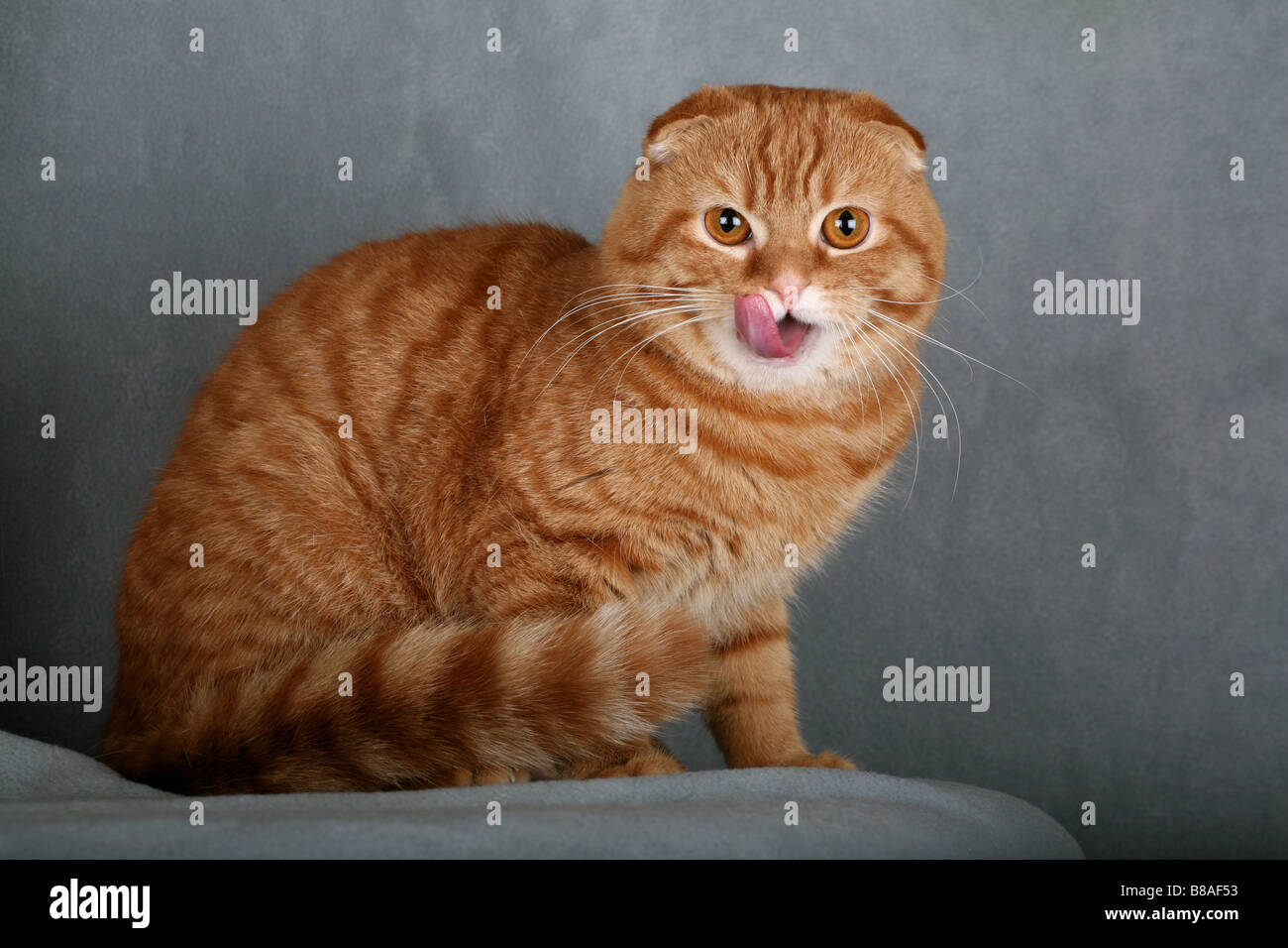 Scottish Fold cat. Stock Photo