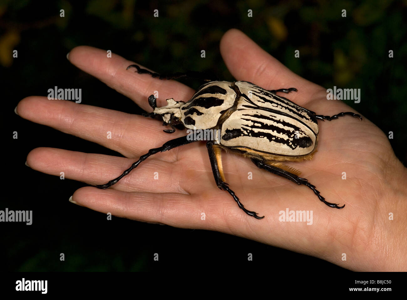 Goliath Beetle Goliathus orientalis Africa Stock Photo