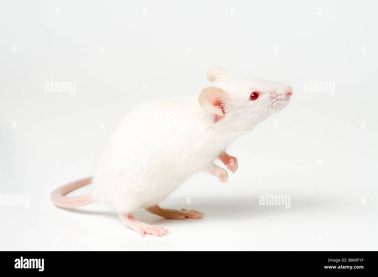 White Mouse Stock Photo