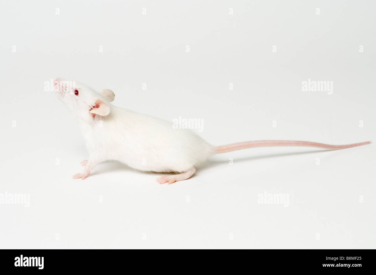 White Mouse Stock Photo