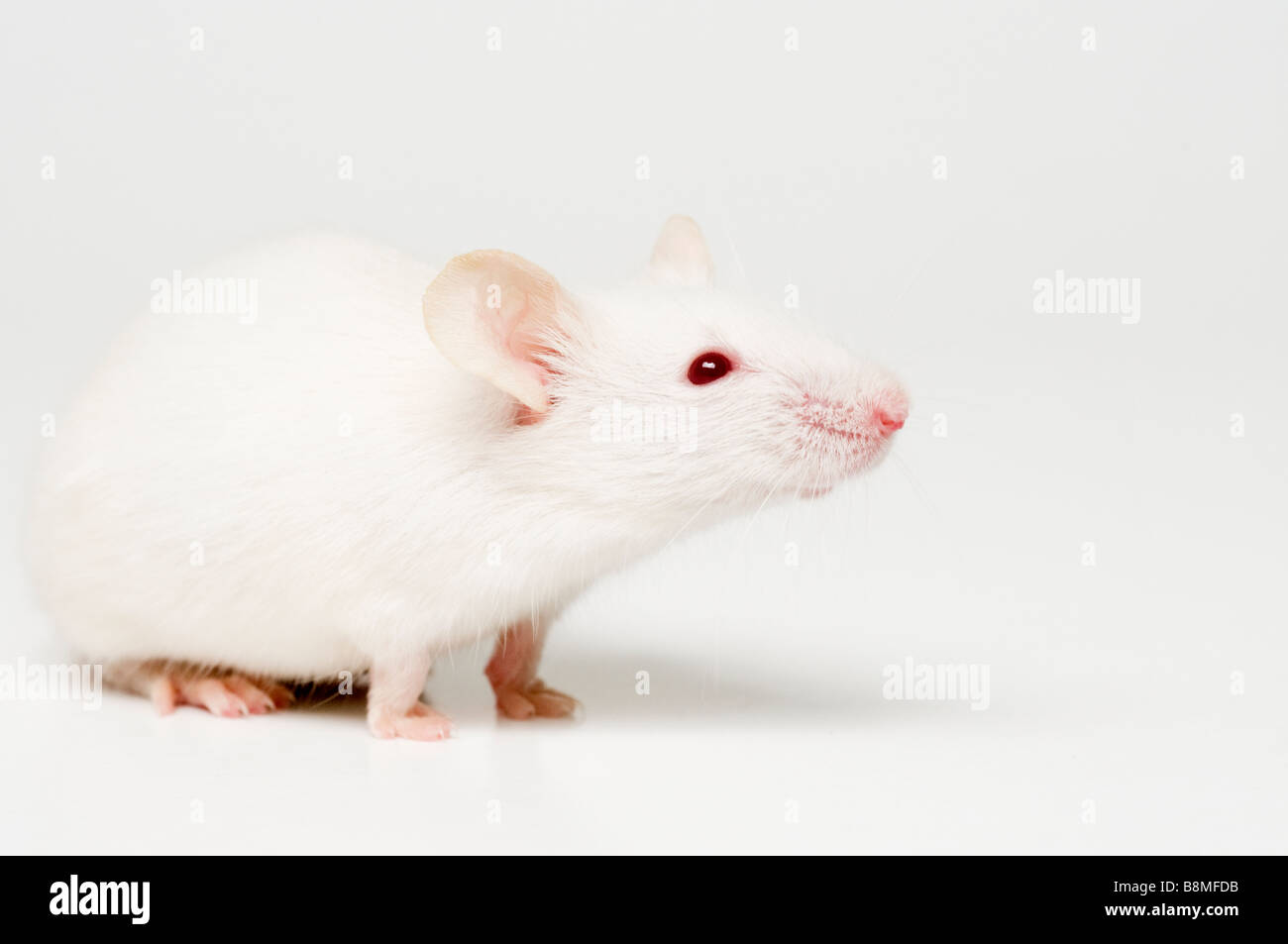 White Mouse Stock Photo