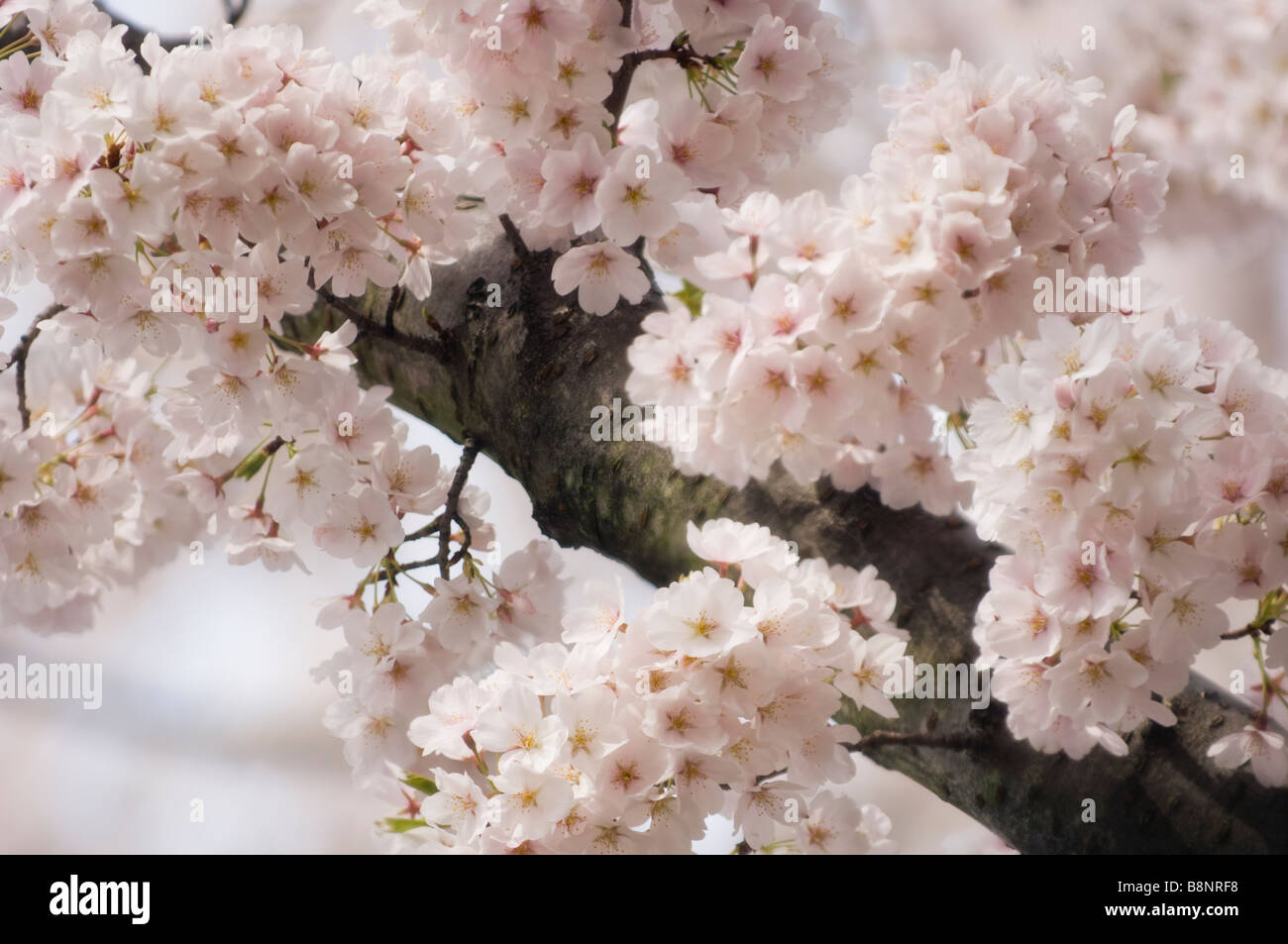 Surrounded by Blossoming Japanese Cherry Tree Stock Photo