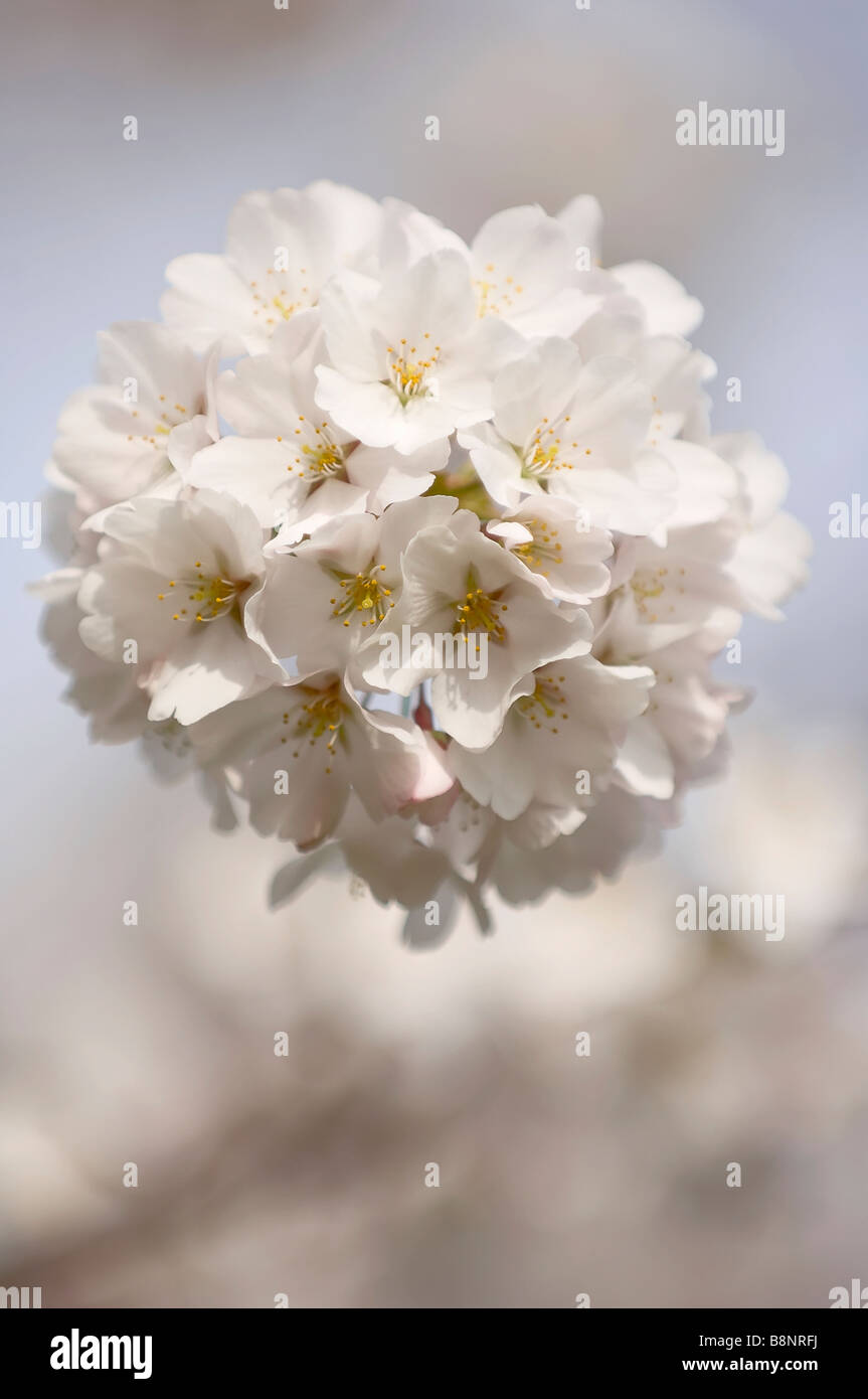 Blossoming Cluster of Japanese Cherry Tree Stock Photo